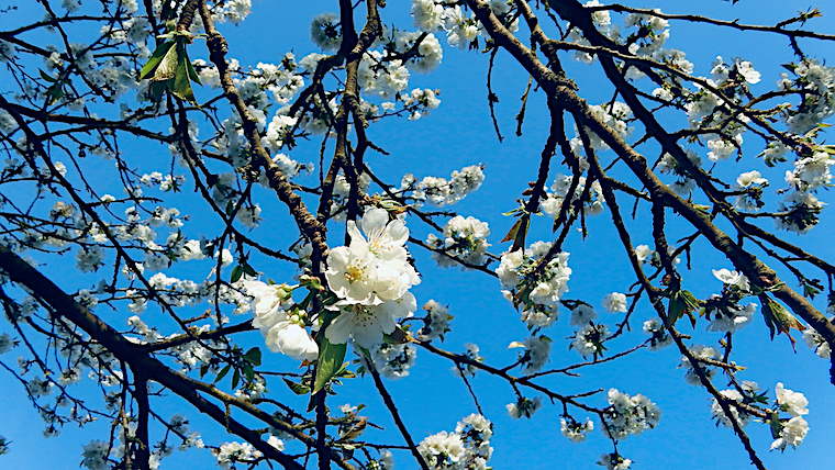 Dans le Carnet de Nice RendezVous 2025 Semaine 11 - Des Fleurs qu’en Mars on verra, peu de fruits on mangera !